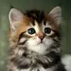 annamonaghan2002 - @annamonaghan2002 - TikTok