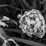 Anna Moneymaker Photography - Facebook