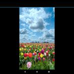 Anna Morelock - Facebook