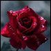 Anna Morreale - Facebook