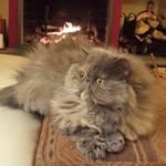Anna Pinna Negrini - @negrinifabrizio1954 - Instagram