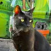 Montalto Anna 🐱❤️ - @anna.nero_24 - TikTok