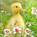 Anna Otten 💕🦆 - @_enten.pics_ - Instagram