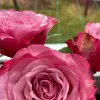 anna_x103 - @annapabst1 - TikTok