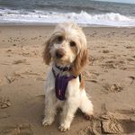 Anna Pease Falzon - @annapease56 - Instagram