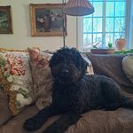 Anna Persson - @helgesta_labradoodle - Instagram