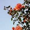 anna1114442 - @annaphilips046 - TikTok