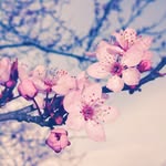 Anna Pieper - @annapieper17 - Instagram