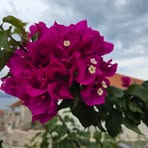 Anna Polińska - Facebook