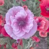 Anna Portelli - @anna.portelli3 - TikTok