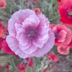 Anna Portelli - @aportelli28 - Instagram