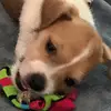 MAYA - @doveannaposey - TikTok