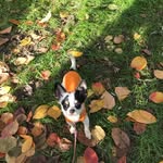 I Cuccioli Preziosi di  Anna - @i_cuccioli_preziosi_di_anna - Instagram