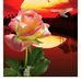 Anna Preziuso - Facebook