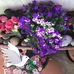 Anna Primavera - Facebook