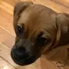 you cam call me rosie - @primrose.anna.amon - TikTok