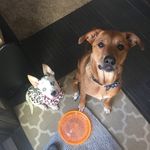 Anna Privette - @akela_and_zoey - Instagram