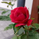 Anna Prorok - Facebook