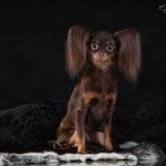 Anna Protsenko - @kennel_show_vista - Instagram