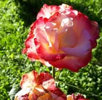 Anna Pryjda - Facebook