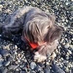 Anna Puppo - @puppoanna - Instagram