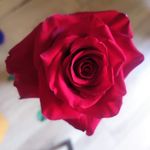 Anna Maria Rocchi - @rocchi290 - Instagram