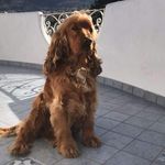 Anna Rotondo - @anna.rotondo.528 - Instagram