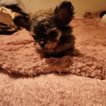 Dianna Reynolds Rowlett - @rowlettdianna - Instagram