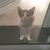 annaschanz5 - @annaschanz5 - TikTok