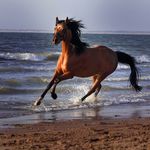 Anna Schmitt - @as.horselife - Instagram