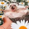 annaschwabe1 - @annaschwabe1 - TikTok