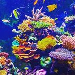 Anna Sclafani - @save_the_earth.9 - Instagram