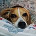 Anna Scoles - Facebook