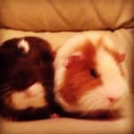 Anna Scullion - @cuddlecookie11 - Instagram