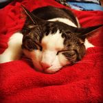 Beth Anna Seaborn - @clay_with_cats - Instagram