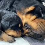 Anna Chernine Lazarou - Seager - @german_rottweiler_south_wales - Instagram