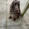 Biscuit🐶🦴🐾 - @anna.seager - TikTok