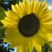 Anna Ross Seaman - Facebook