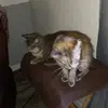 Anna Seaman - @anna.seaman - TikTok