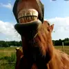 Lovas oldal - @sebestyenanna2010 - TikTok