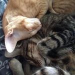 Anna-Karin Sedin - @animalrules - Instagram