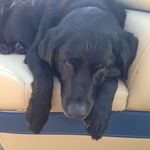 Anna Sellin - @cheetopaws - Instagram