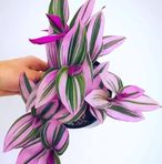 Anna Sellitto - Facebook