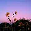 annasenechal - @annasenechal - TikTok