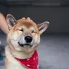 Anna Seniuk - @shibayoshi - TikTok