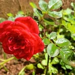 Anna Senna - Facebook
