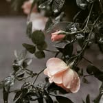 Anna serdyuk - @anneta123654 - Instagram