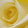 Anna Shea - @anna_banana_62000 - TikTok