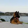 Anna - @anna_germanshepherd - TikTok