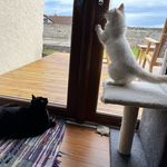 Anna Shepherd - @theshepherdcats - Instagram